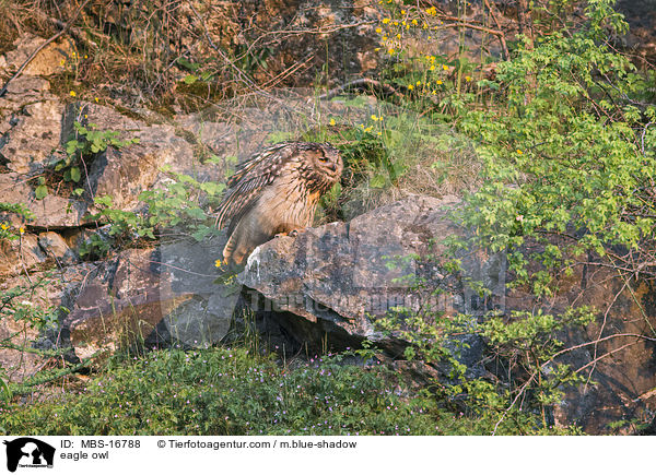 eagle owl / MBS-16788