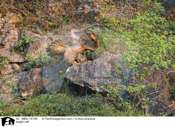 eagle owl / MBS-16790