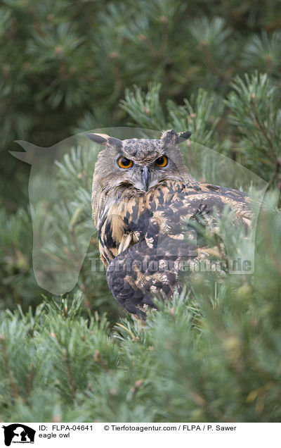 Uhu / eagle owl / FLPA-04641