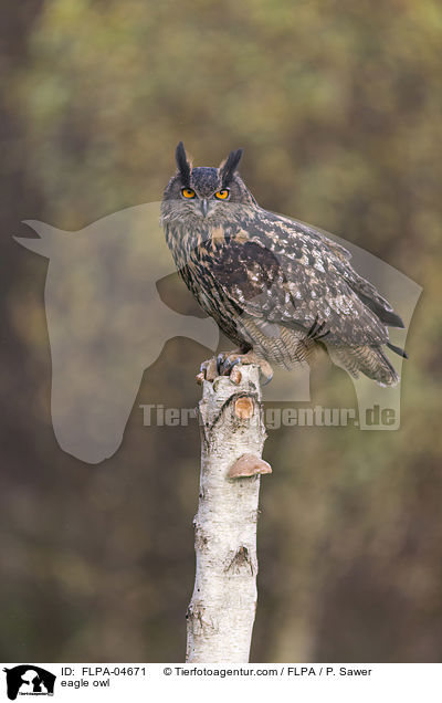 eagle owl / FLPA-04671