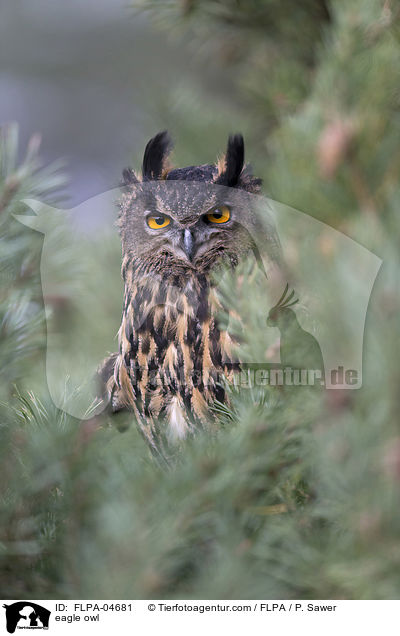 eagle owl / FLPA-04681