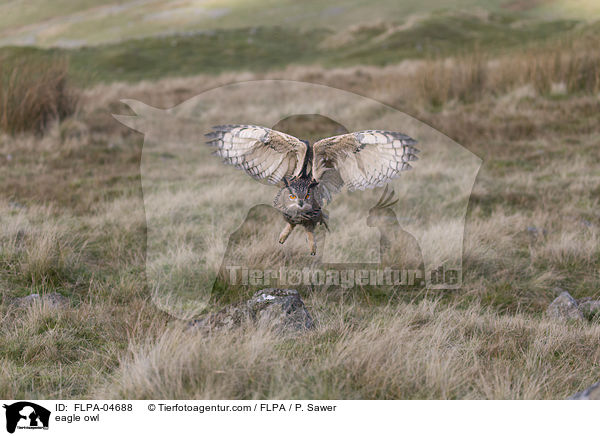 eagle owl / FLPA-04688