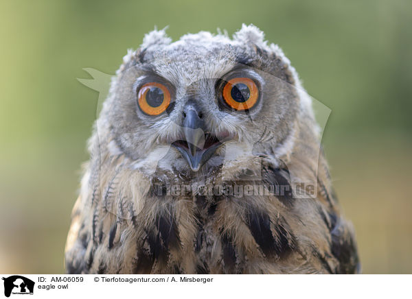 eagle owl / AM-06059