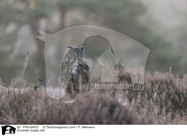 Eurasian eagle owl / PW-02603