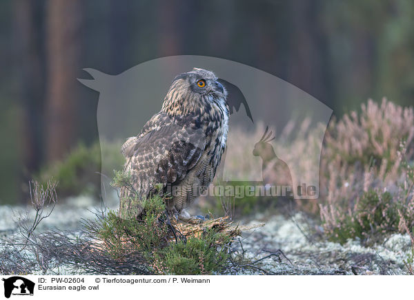 Eurasian eagle owl / PW-02604