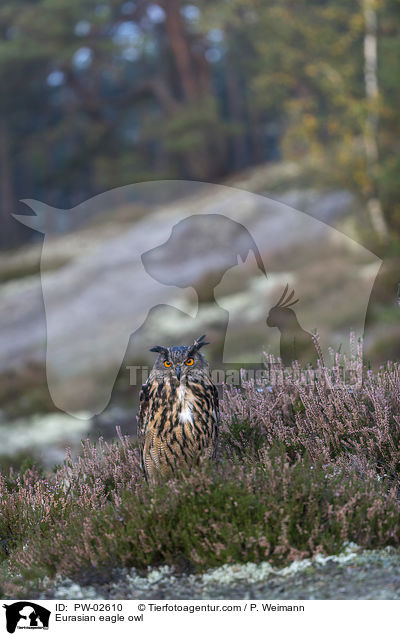 Eurasian eagle owl / PW-02610