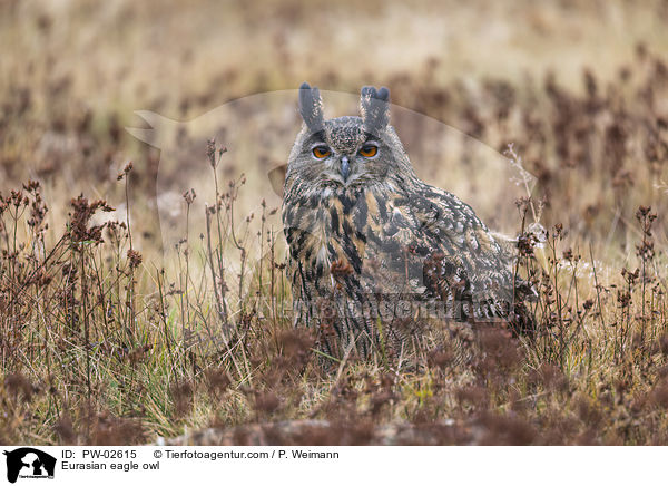 Uhu / Eurasian eagle owl / PW-02615