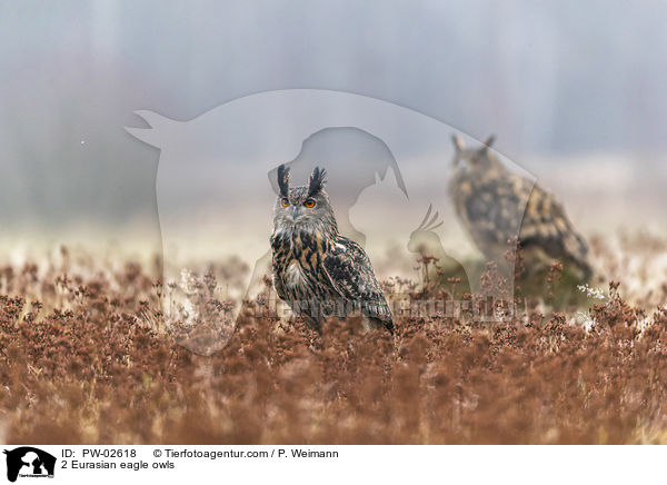 2 Uhus / 2 Eurasian eagle owls / PW-02618