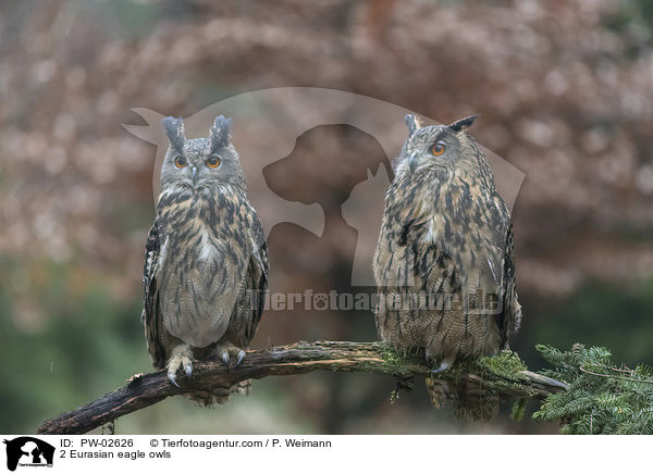 2 Uhus / 2 Eurasian eagle owls / PW-02626