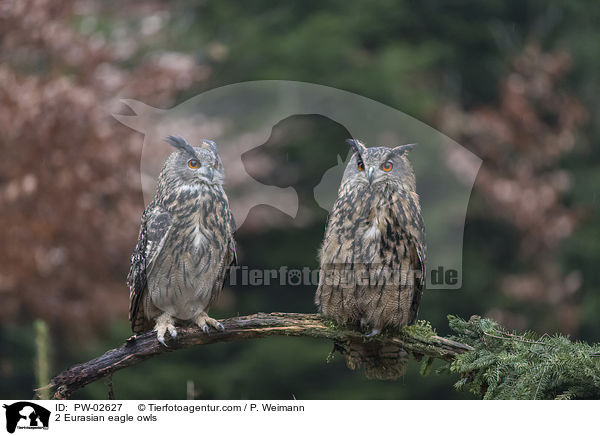 2 Uhus / 2 Eurasian eagle owls / PW-02627