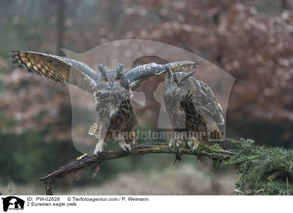 2 Eurasian eagle owls / PW-02628