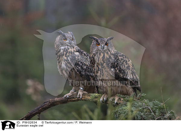 Eurasian eagle owl / PW-02634