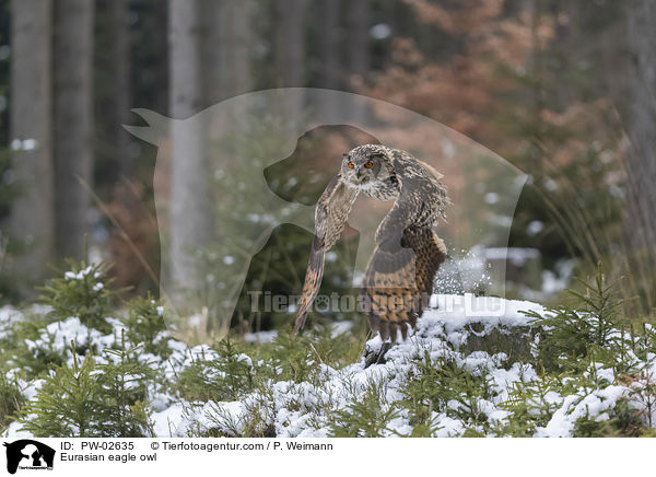 Eurasian eagle owl / PW-02635