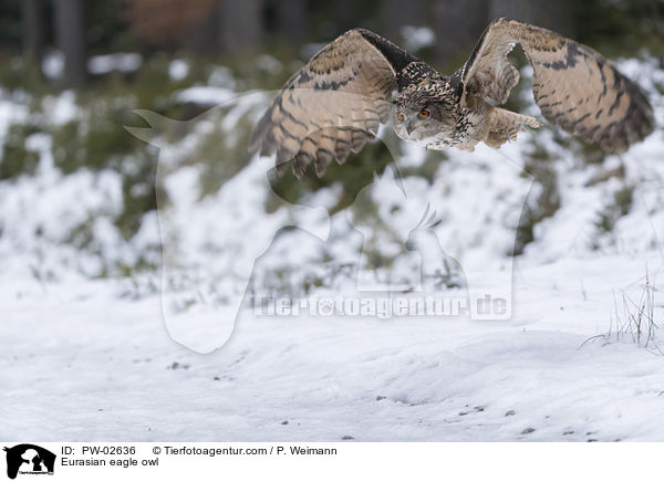 Eurasian eagle owl / PW-02636