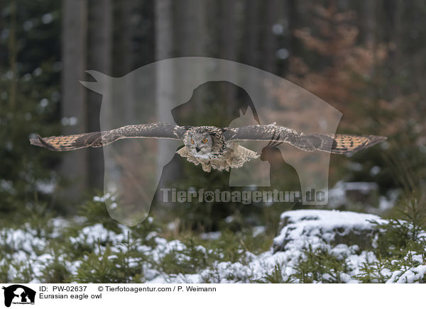 Eurasian eagle owl / PW-02637