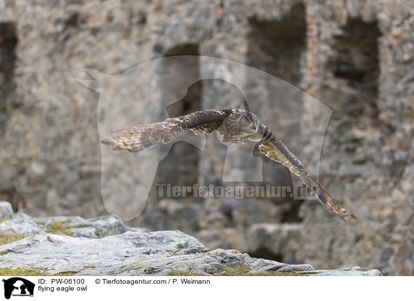 fliegender Uhu / flying eagle owl / PW-06100