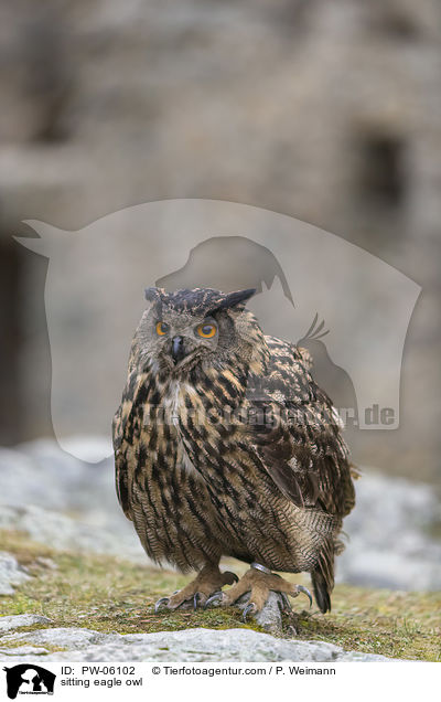 sitzender Uhu / sitting eagle owl / PW-06102