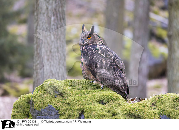 sitzender Uhu / sitting eagle owl / PW-06138