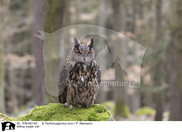 sitzender Uhu / sitting eagle owl / PW-06140