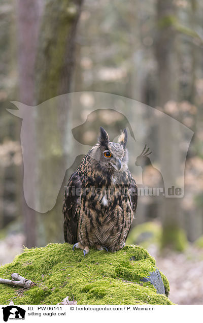 sitzender Uhu / sitting eagle owl / PW-06141