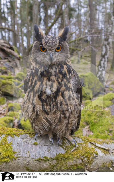 sitzender Uhu / sitting eagle owl / PW-06147