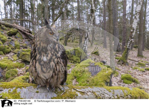 sitzender Uhu / sitting eagle owl / PW-06148