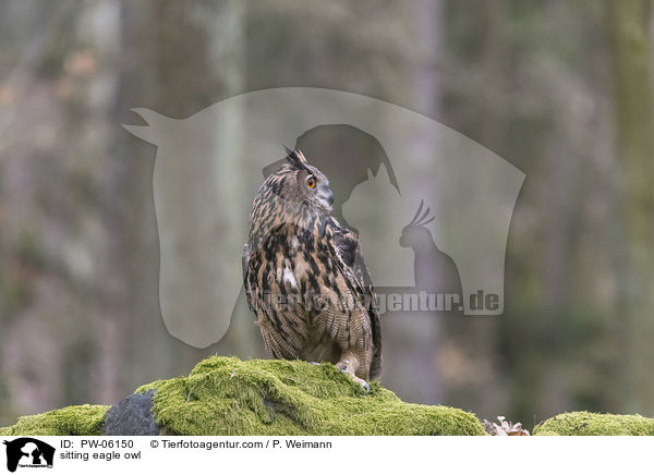 sitzender Uhu / sitting eagle owl / PW-06150