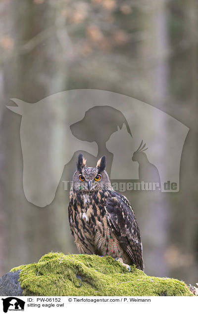 sitzender Uhu / sitting eagle owl / PW-06152