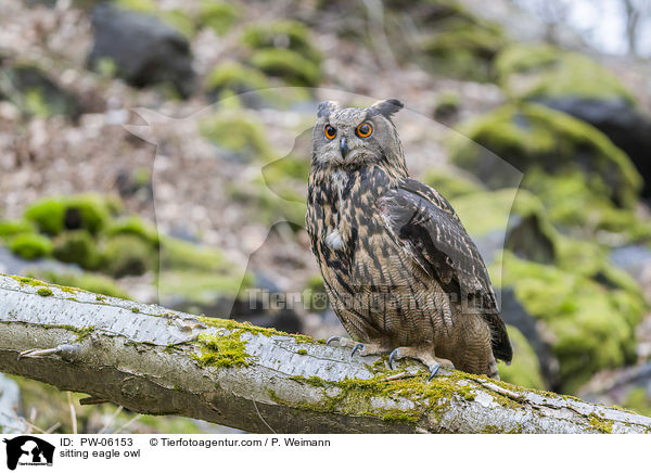 sitzender Uhu / sitting eagle owl / PW-06153