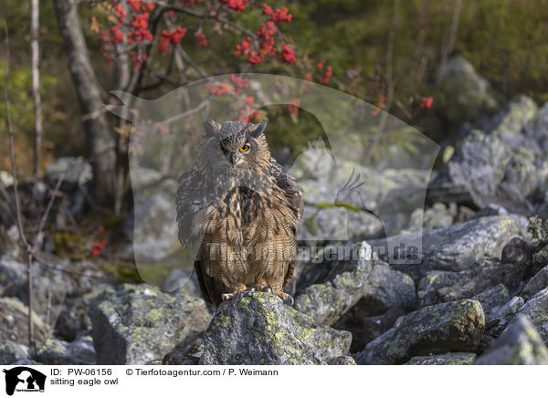 sitzender Uhu / sitting eagle owl / PW-06156