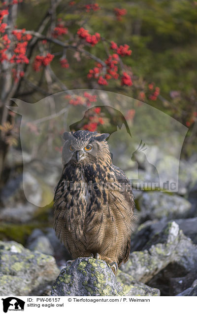 sitzender Uhu / sitting eagle owl / PW-06157