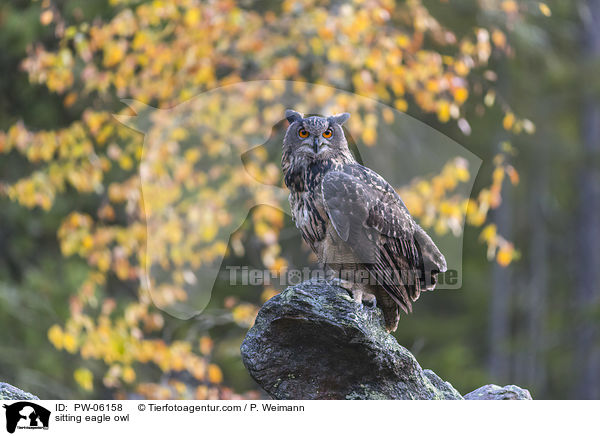 sitzender Uhu / sitting eagle owl / PW-06158