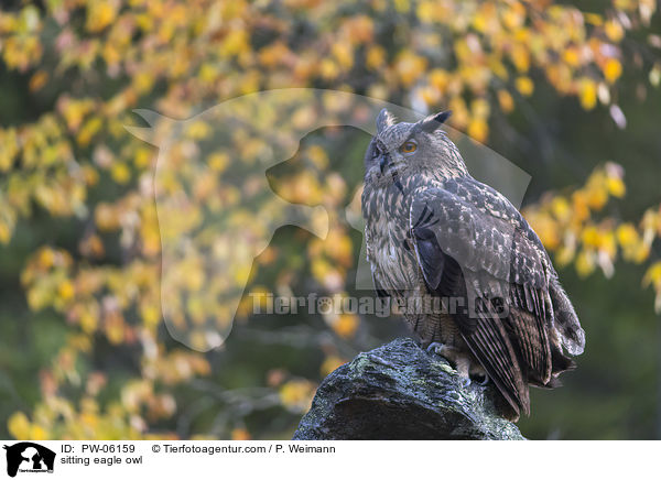 sitzender Uhu / sitting eagle owl / PW-06159