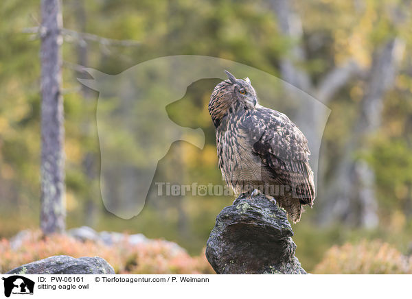 sitzender Uhu / sitting eagle owl / PW-06161