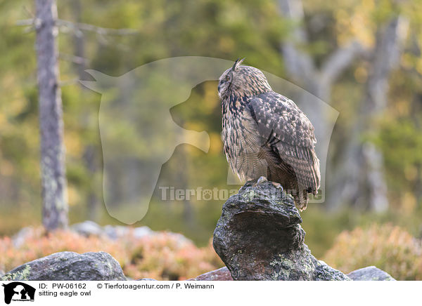 sitzender Uhu / sitting eagle owl / PW-06162