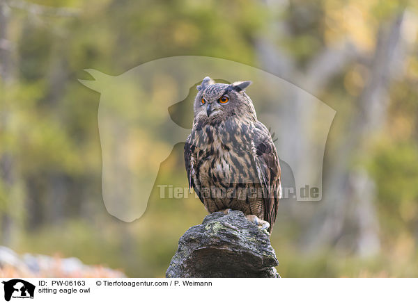 sitzender Uhu / sitting eagle owl / PW-06163