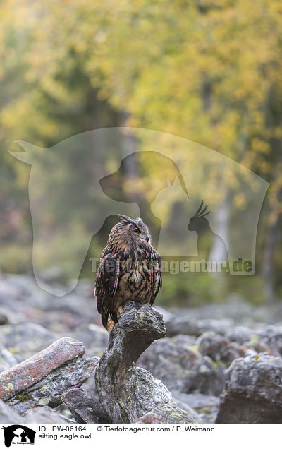 sitzender Uhu / sitting eagle owl / PW-06164