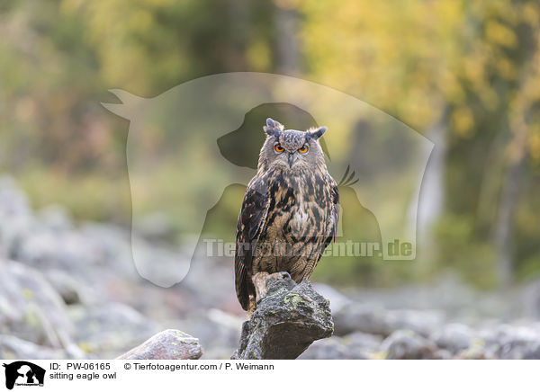sitzender Uhu / sitting eagle owl / PW-06165