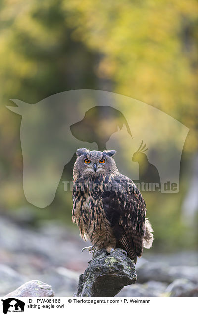 sitzender Uhu / sitting eagle owl / PW-06166