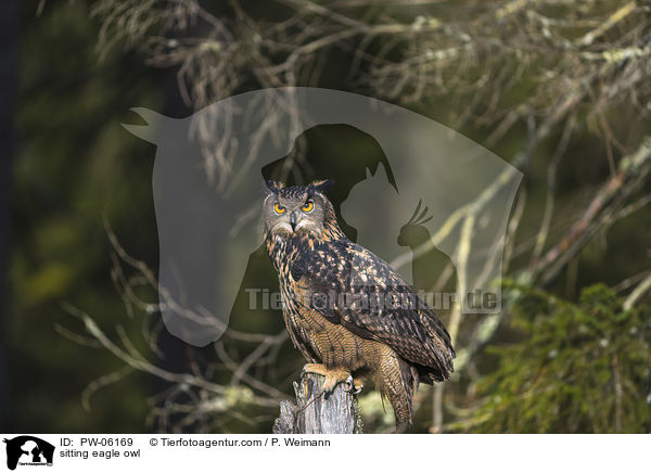 sitzender Uhu / sitting eagle owl / PW-06169