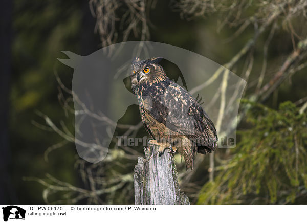 sitzender Uhu / sitting eagle owl / PW-06170