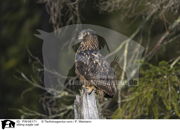 sitzender Uhu / sitting eagle owl / PW-06171