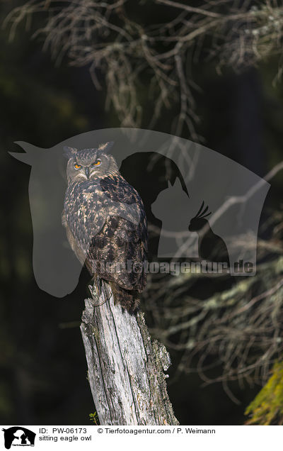 sitzender Uhu / sitting eagle owl / PW-06173