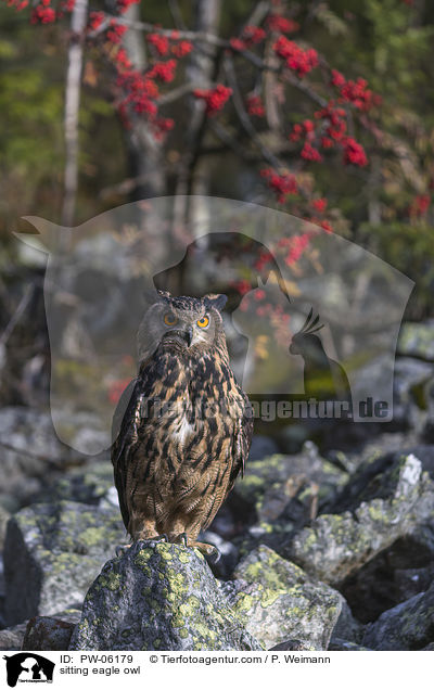 sitzender Uhu / sitting eagle owl / PW-06179