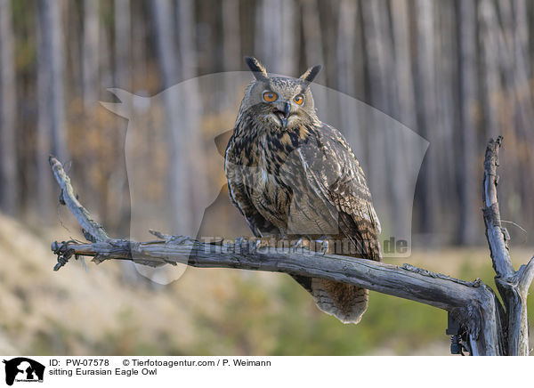 sitzender Uhu / sitting Eurasian Eagle Owl / PW-07578