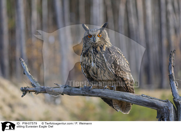 sitzender Uhu / sitting Eurasian Eagle Owl / PW-07579