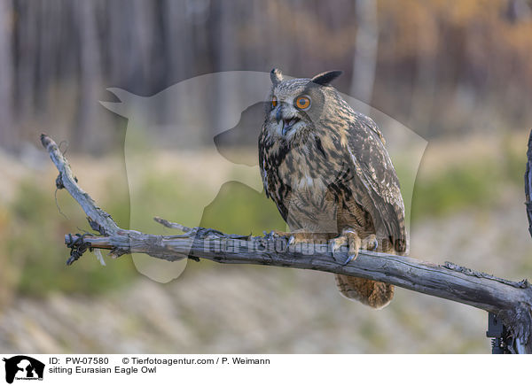 sitzender Uhu / sitting Eurasian Eagle Owl / PW-07580