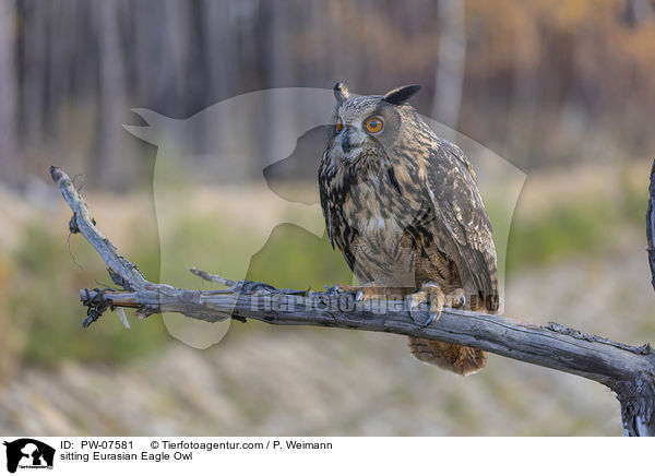 sitzender Uhu / sitting Eurasian Eagle Owl / PW-07581