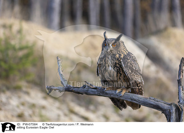 sitzender Uhu / sitting Eurasian Eagle Owl / PW-07584