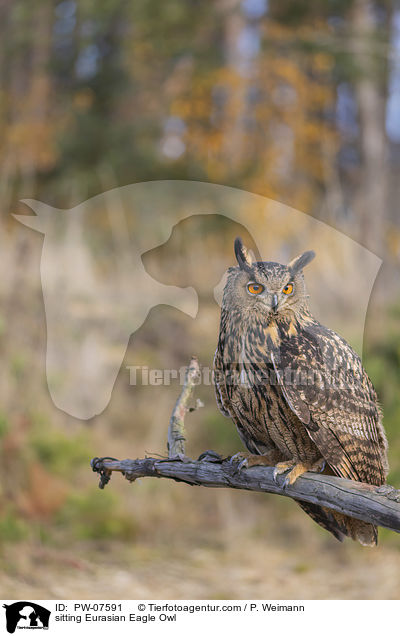 sitzender Uhu / sitting Eurasian Eagle Owl / PW-07591